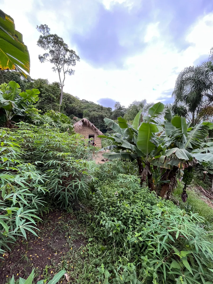 The Atlantic Forest, Brazil